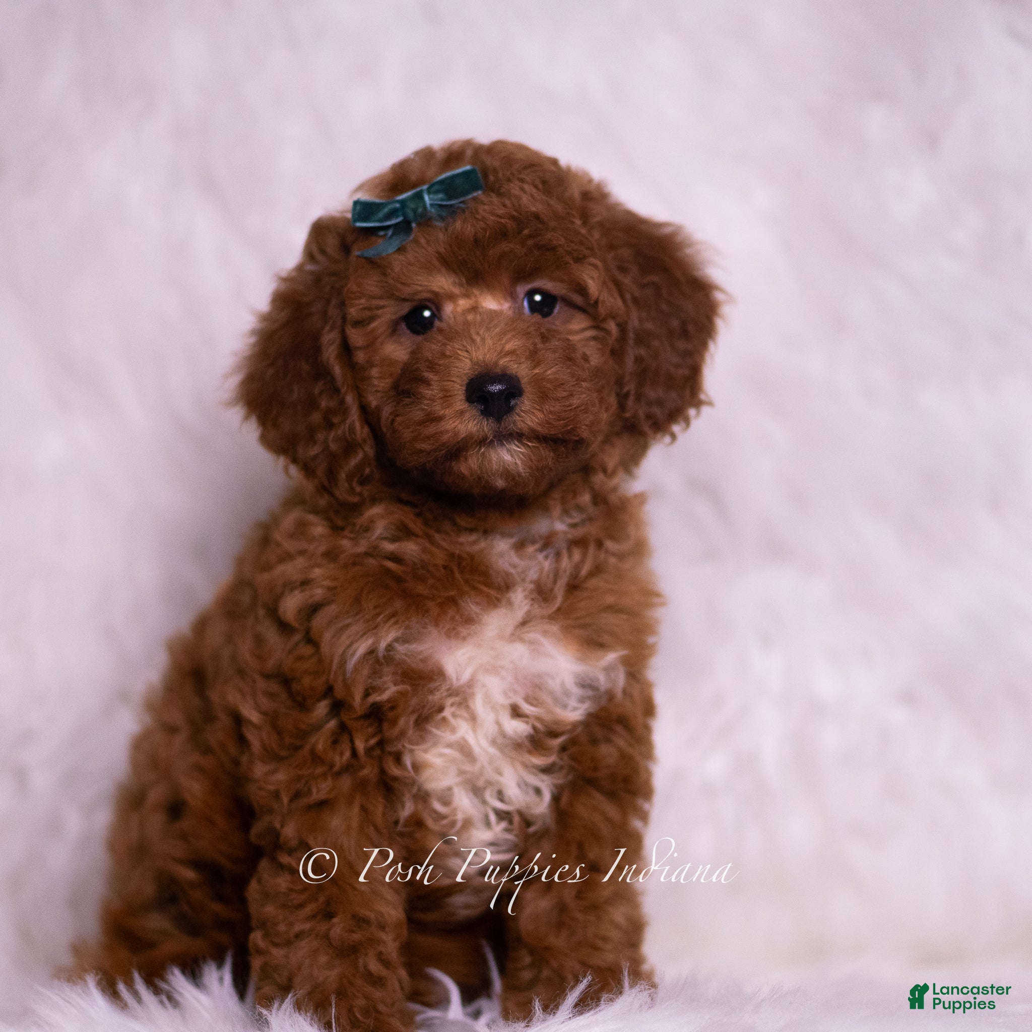 Mini Goldendoodle dogs Swoosh - Ad 5