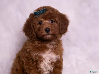 Mini Goldendoodle dogs Swoosh - Ad 5