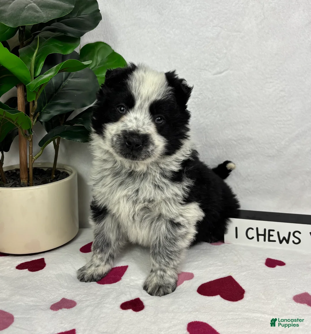 Mixed Breed dogs for sale: Milo - Ad 4