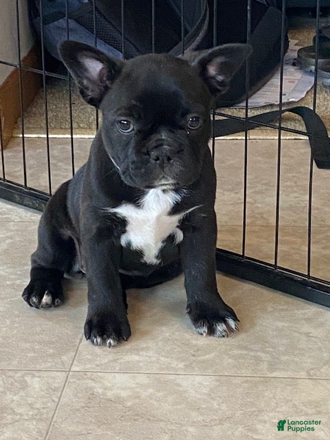 Frenchton dogs River - Ad 1