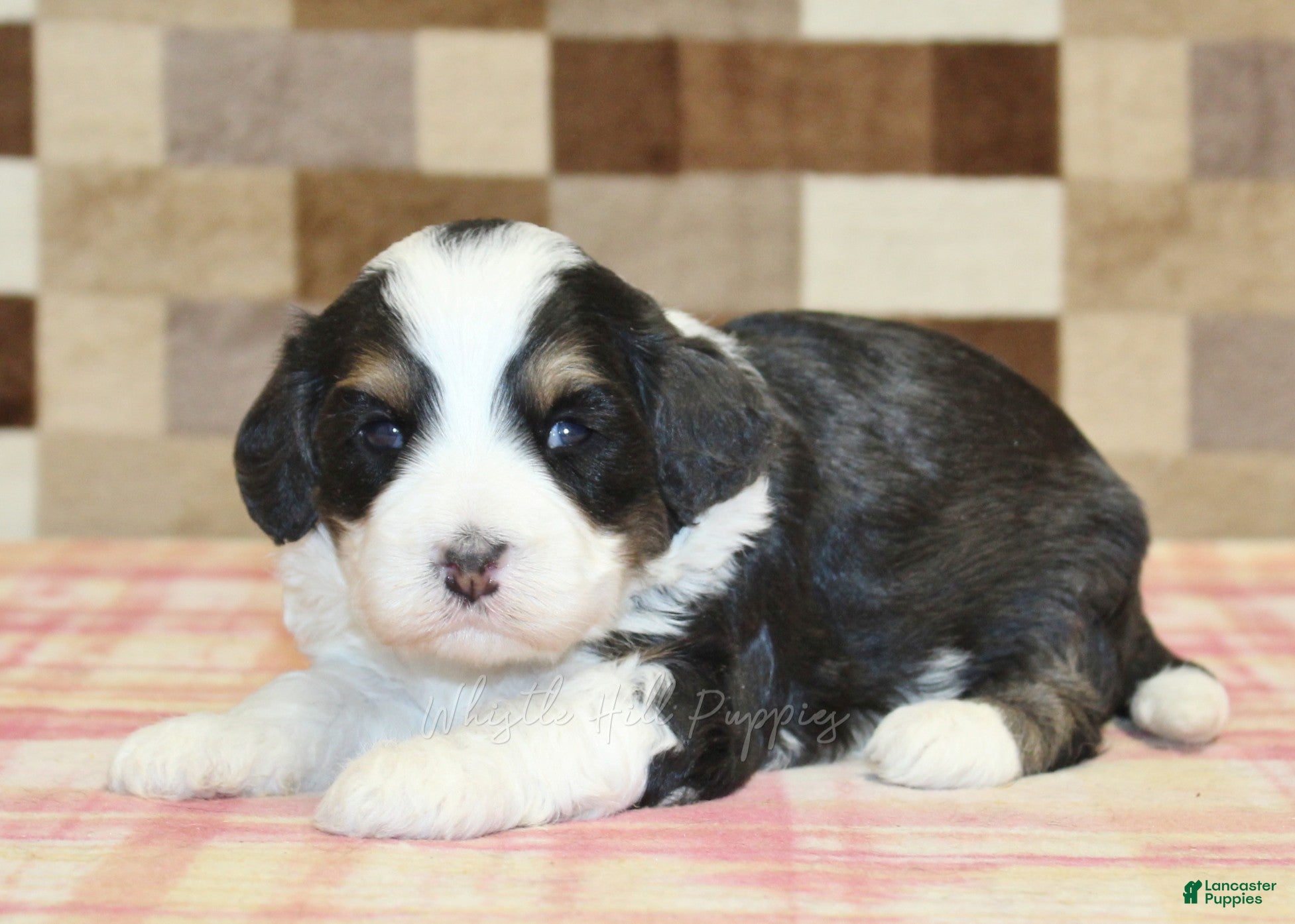 Mini Bernedoodle dogs for sale: Nico - Ad 1