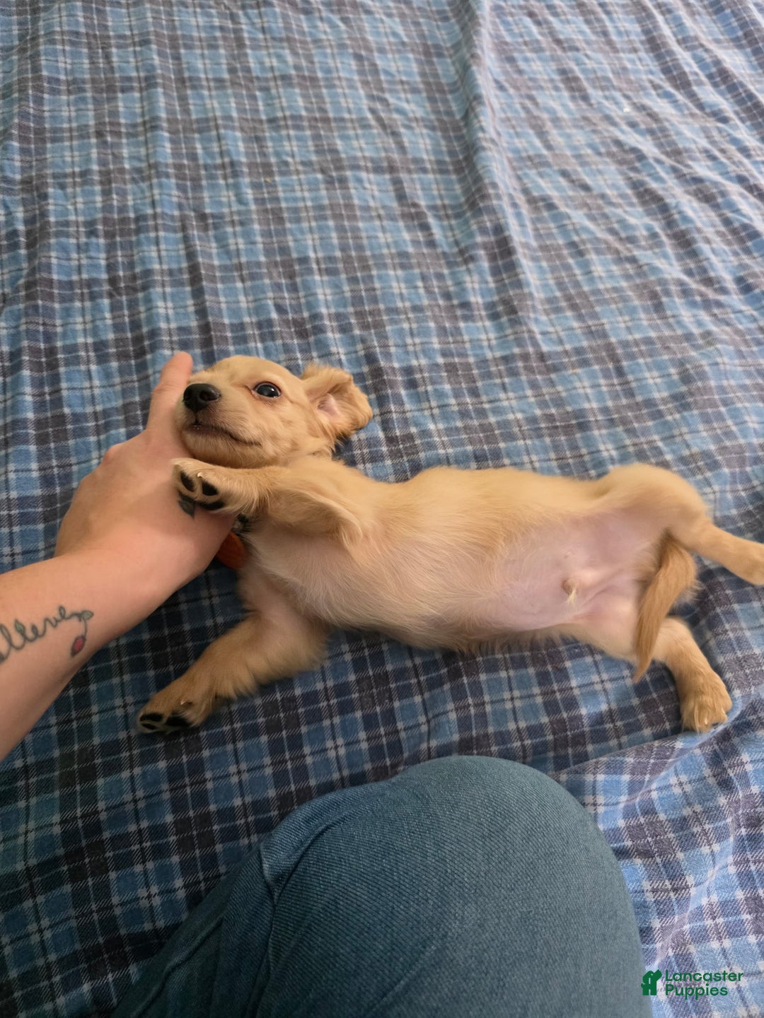 Miniature Dachshund dogs for sale: Luigi - Ad 4