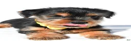 Yorkshire Terrier dogs for sale: Johnson - Ad 4