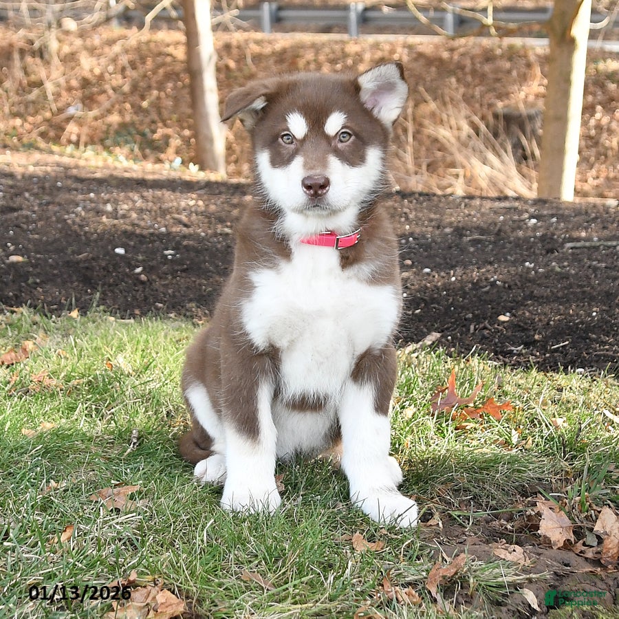 Alaskan Malamute dogs Sheba - Ad 2