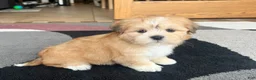 Lhasa Apso dogs for sale: Benji - Ad 11