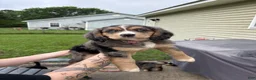 Mixed Breed dogs for sale: Athena - Ad 15