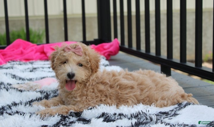 Bichpoo dogs Sadie  - Ad 2