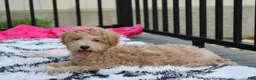 Bichpoo dogs for sale: Sadie  - Ad 2