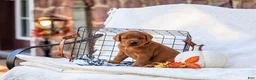 Labrador Retriever dogs for sale: Maverick - Ad 3