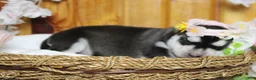 Siberian Husky dogs for sale: Freya  - Ad 5