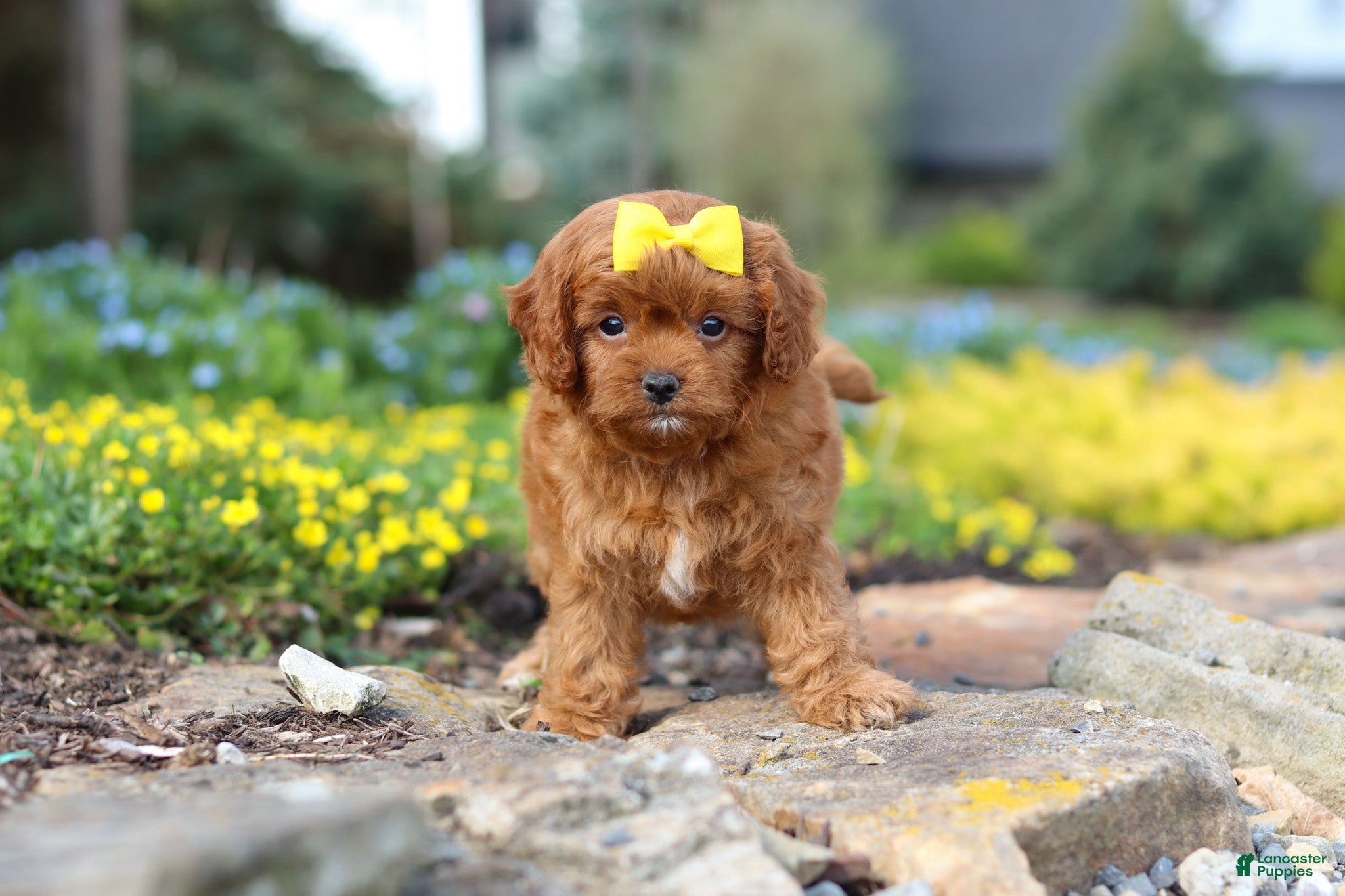 Cavapoo dogs Zoey - Ad 1