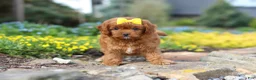 Cavapoo dogs for sale: Zoey - Ad 1
