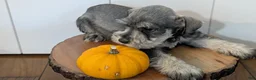 Miniature Schnauzer dogs for sale: Cookie - Ad 8
