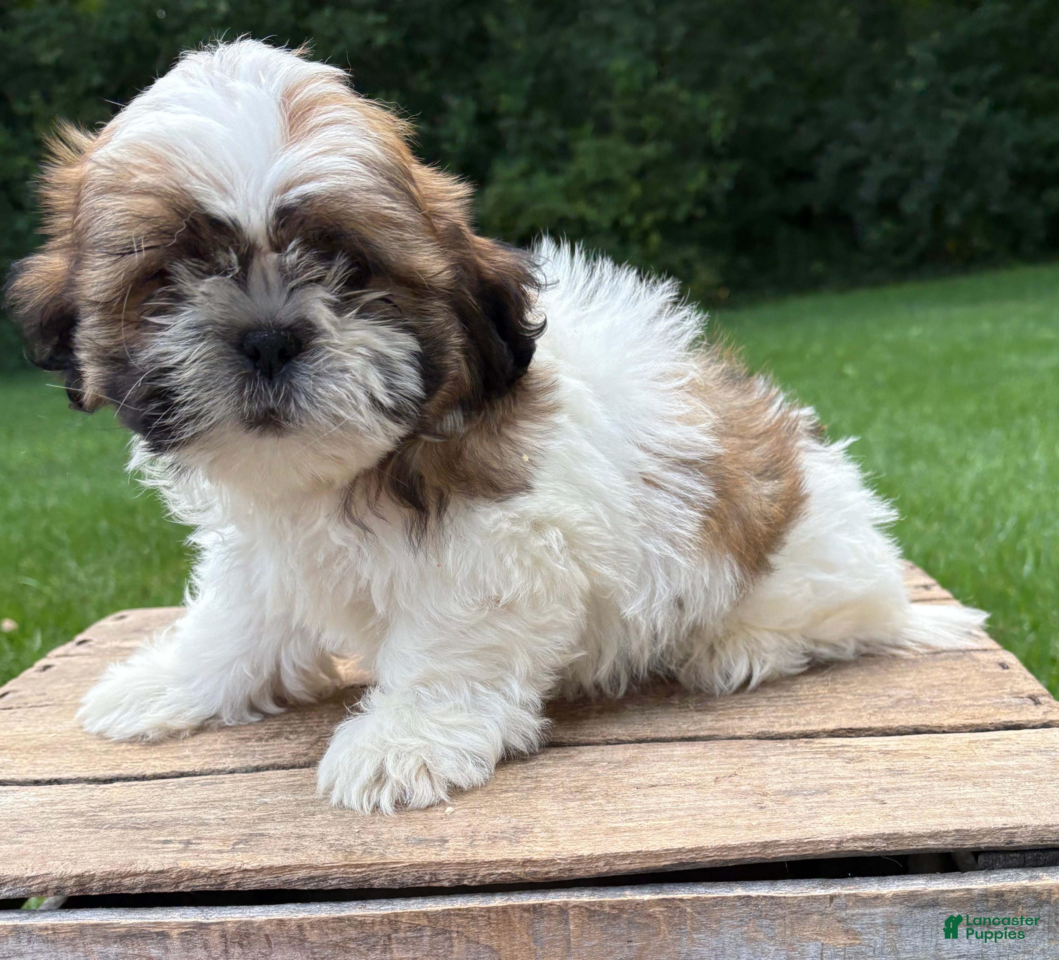 Shih Tzu dogs Jinx - Ad 1