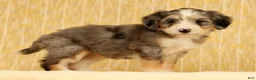 Mini Bernedoodle dogs for sale: Remi - Ad 4