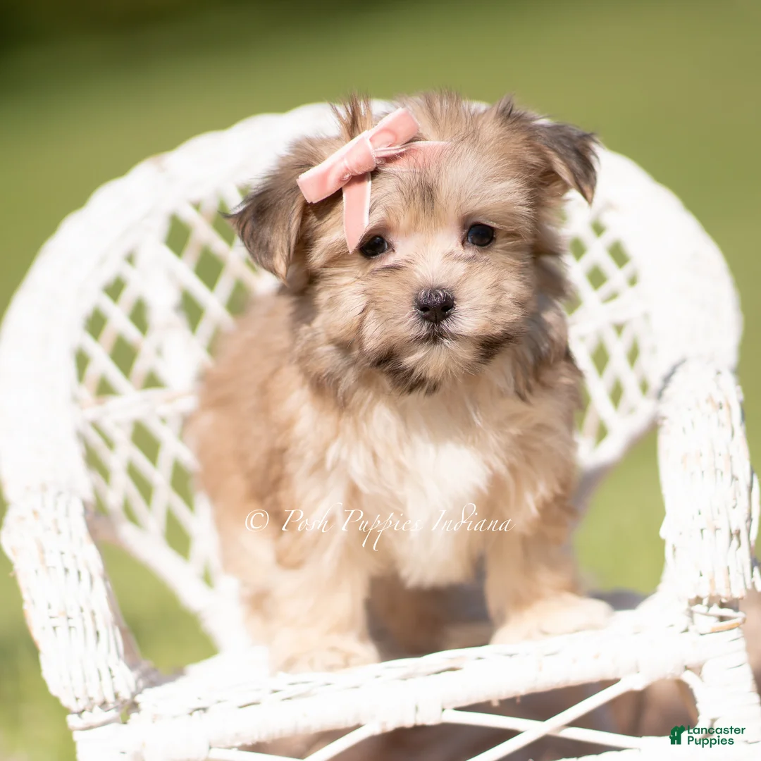 Morkie dogs for sale: Sundae F1 - Ad 2