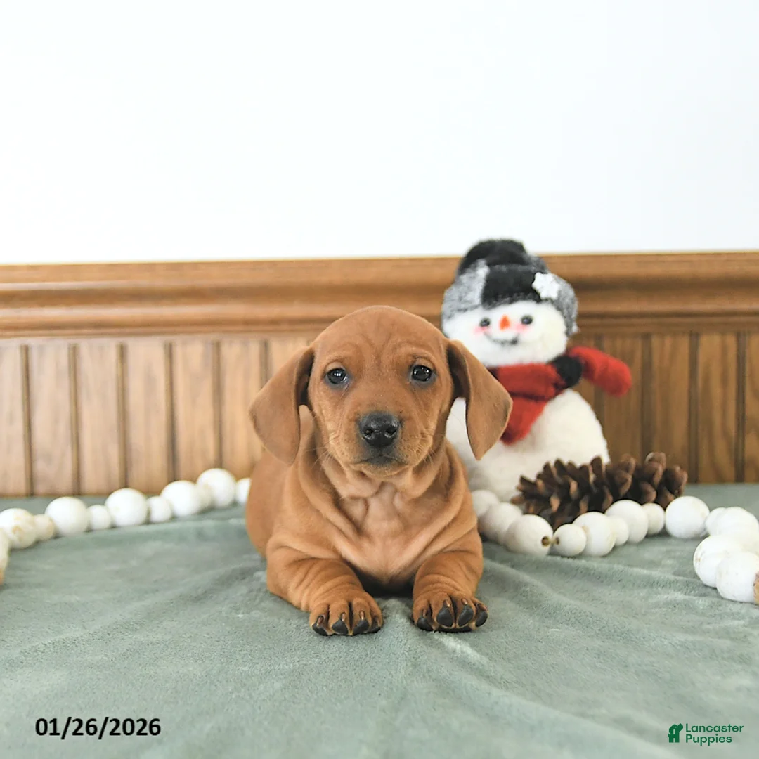 Miniature Dachshund dogs for sale: Beau - Ad 9
