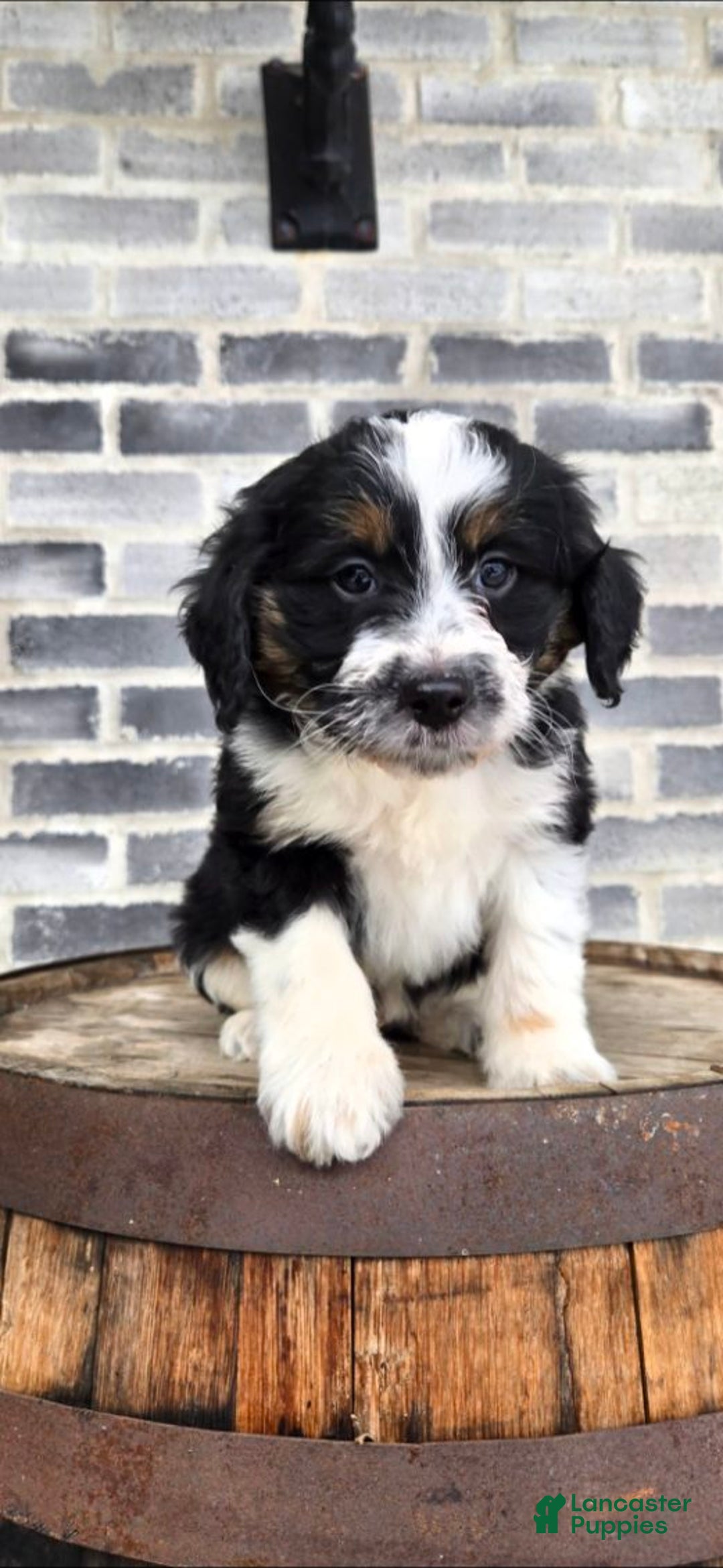 Mini Aussiedoodle dogs for sale: Ollie – Male (Tri-Color) - Ad 1