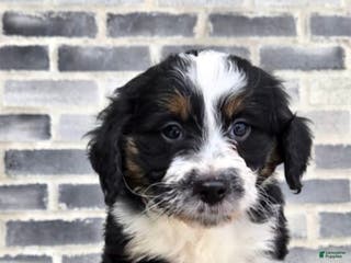 Mini Aussiedoodle dogs Ollie – Male (Tri-Color) - Ad 25