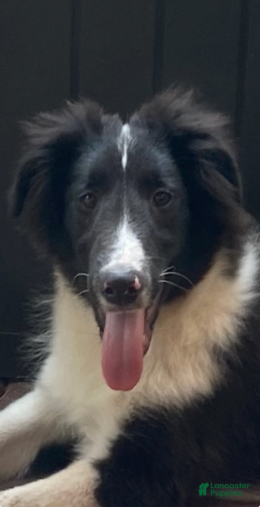 Shetland Sheepdog dogs Brewster - Ad 1