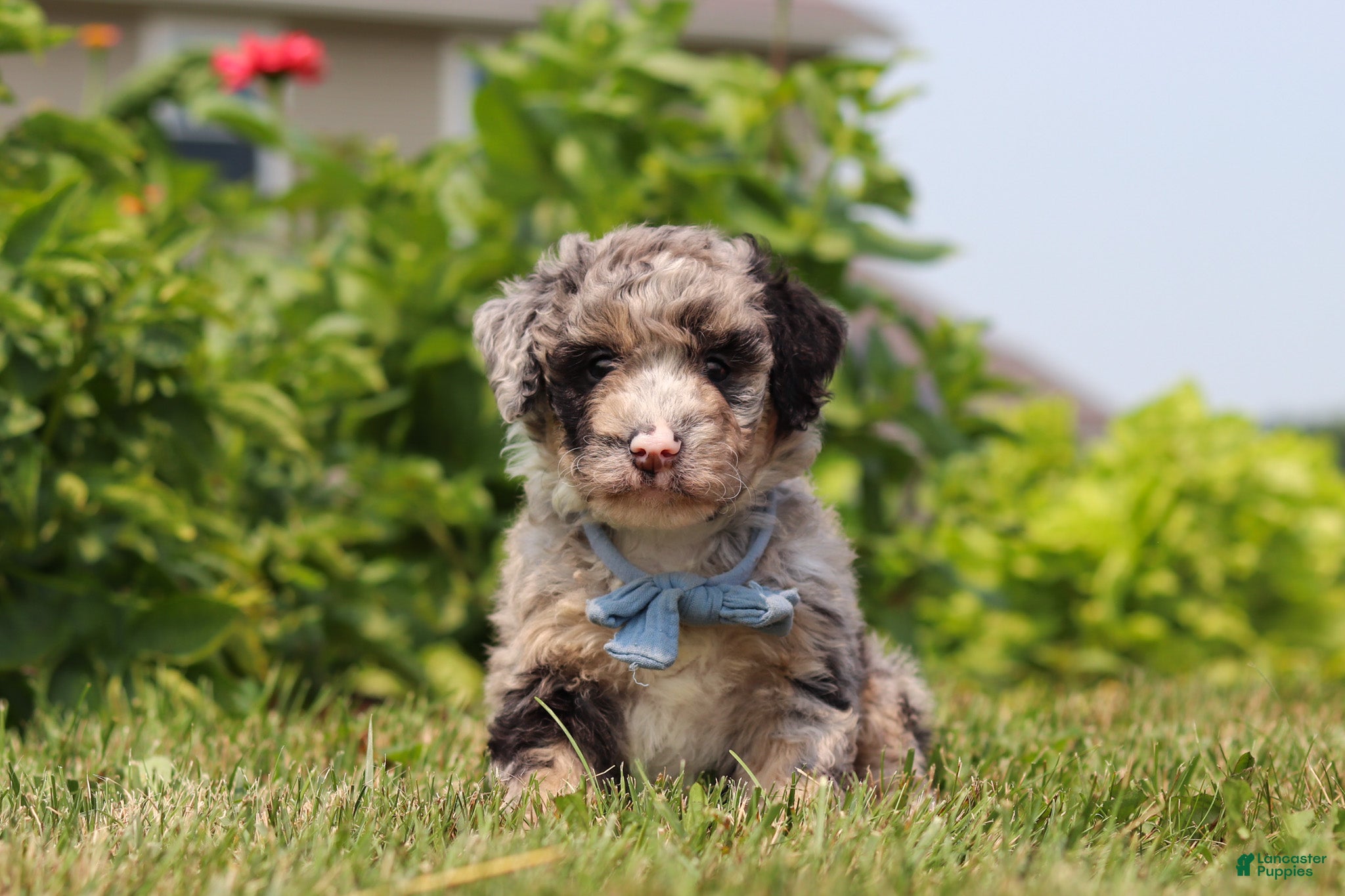 Mini Bernedoodle dogs Gabe - Ad 1
