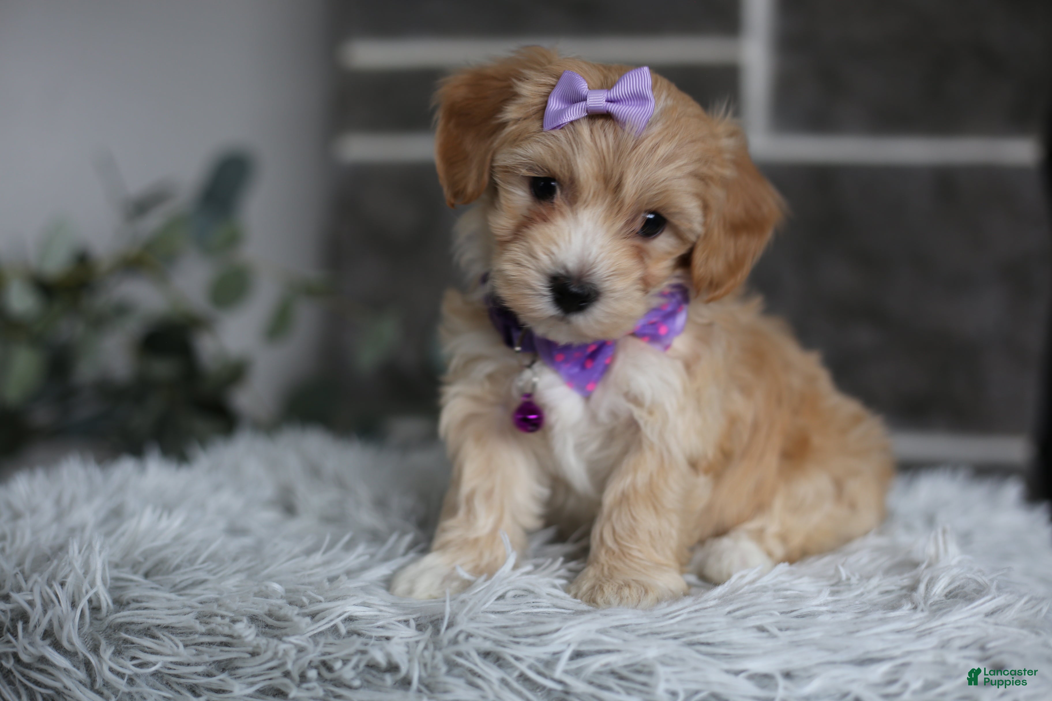 Maltipoo dogs Evie - Ad 39