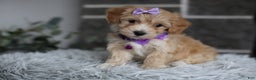 Maltipoo dogs for sale: Evie - Ad 1