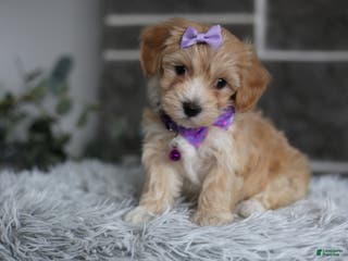 Maltipoo dogs Evie - Ad 22