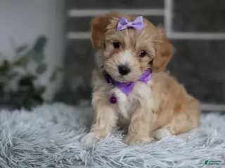 Maltipoo dogs Evie - Ad 30