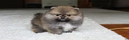 Pomeranian dogs for sale: Teacup Poseidon - Ad 8