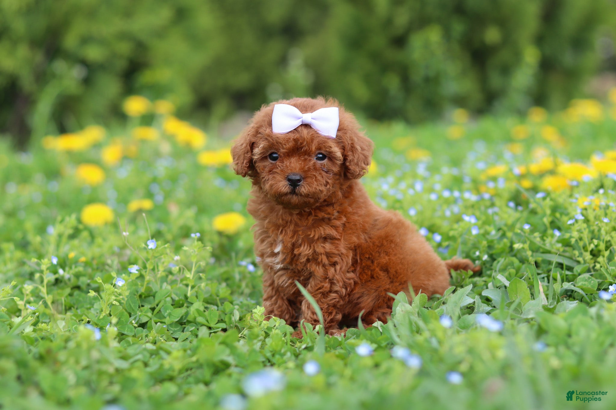 Cavapoo dogs Precious - Ad 2