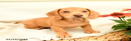Miniature Dachshund dogs for sale: Ginger - Ad 1