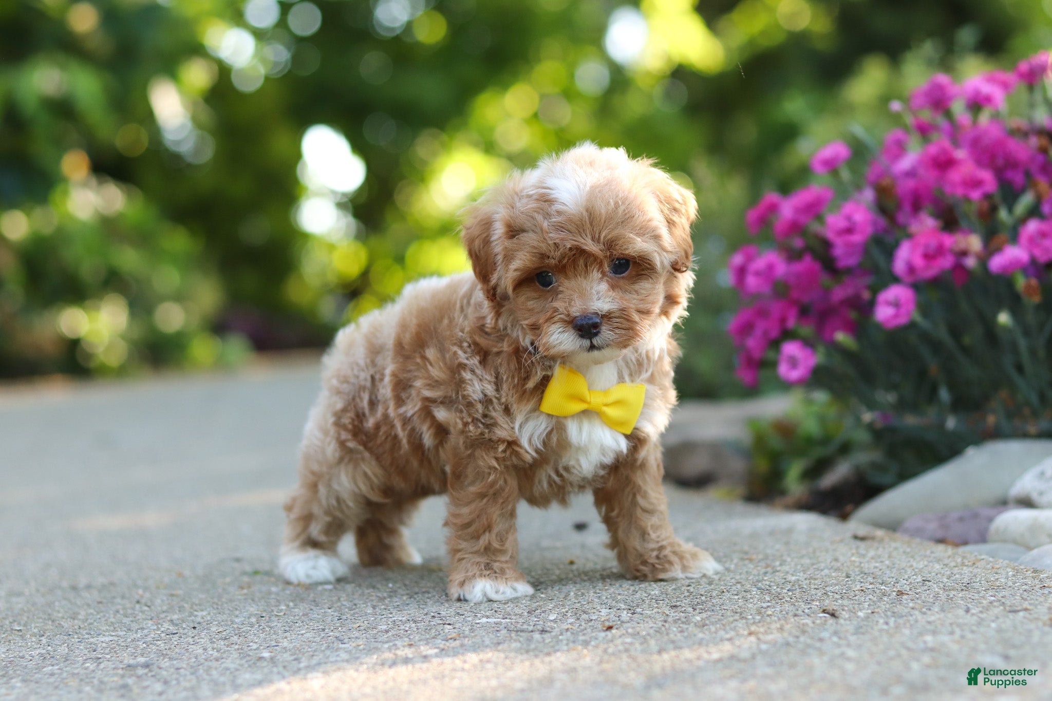 Cavapoo dogs for sale: Brady - Ad 11