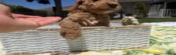 Goldendoodle dogs for sale: Pickles - Ad 6