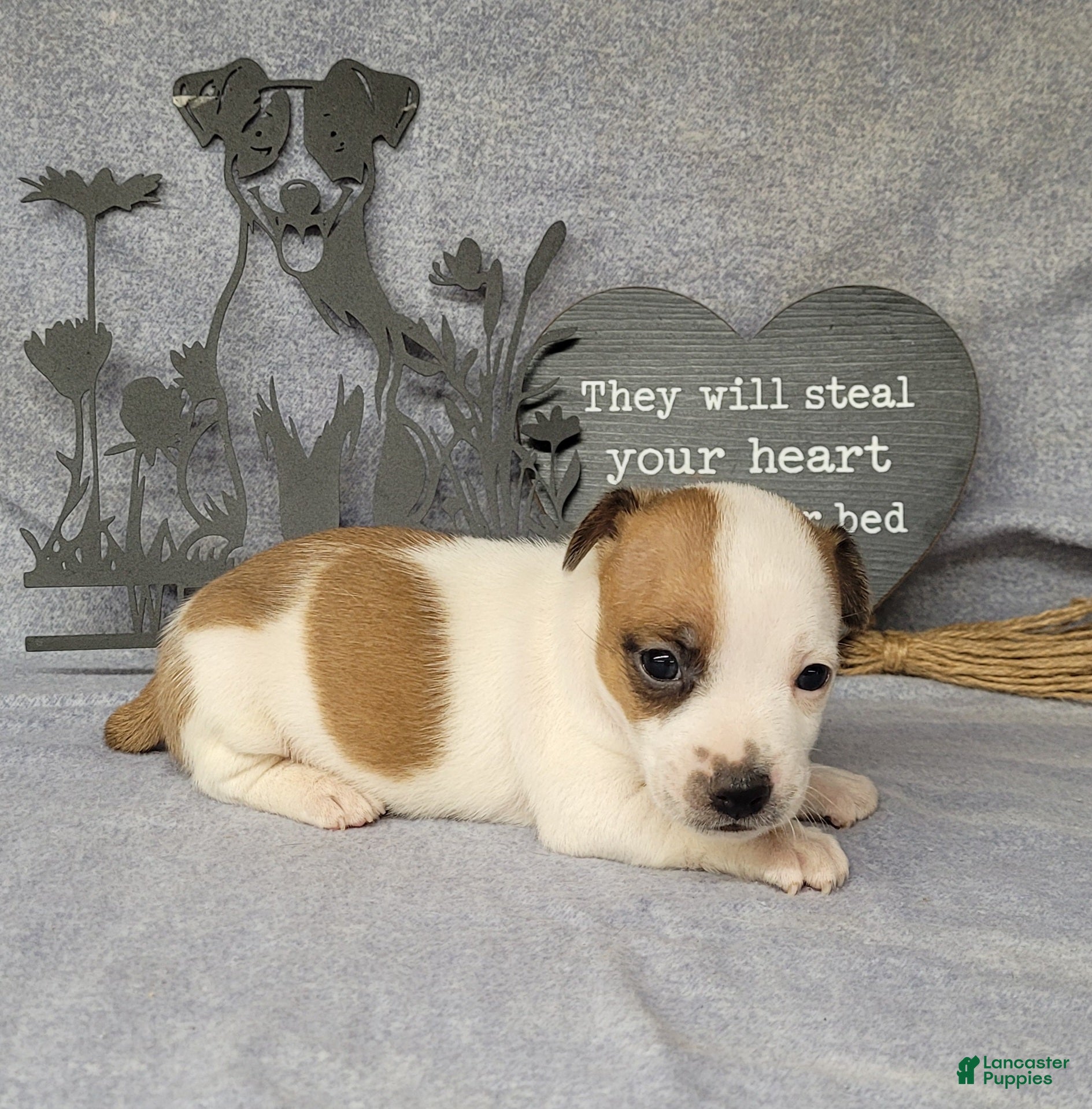 Jack Russell Terrier dogs Jax purebred JRT - Ad 34