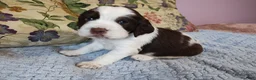 English Springer Spaniel dogs for sale: Larry  - Ad 1
