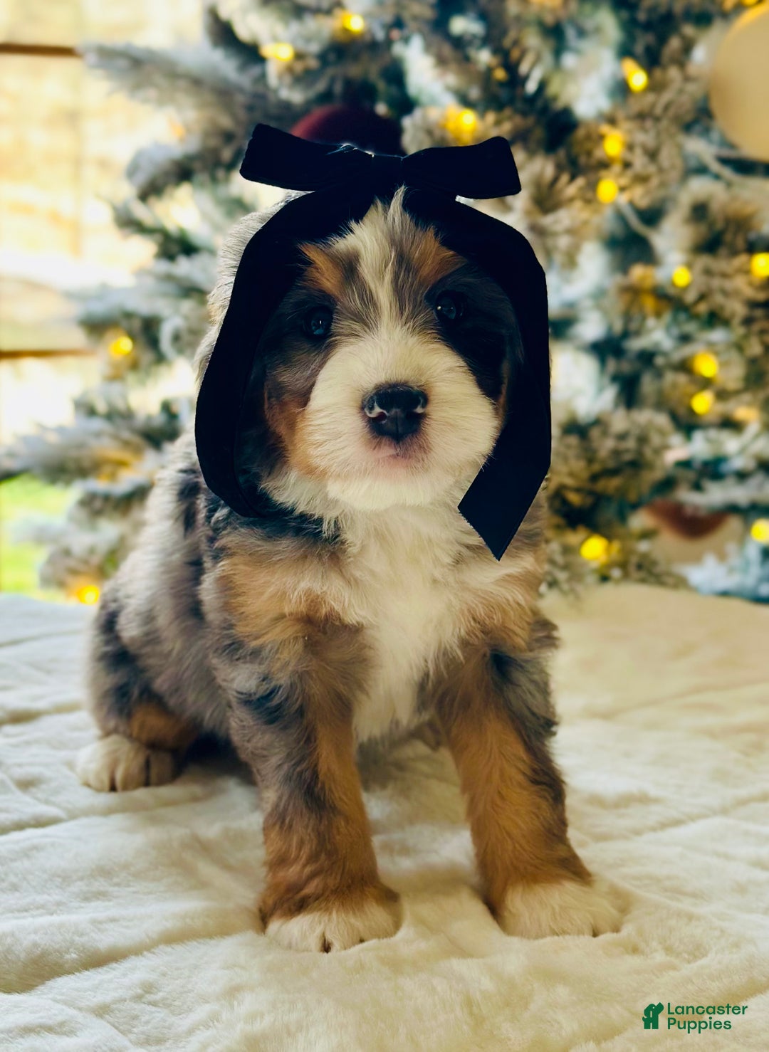 Bernedoodle dogs for sale: Cotton  - Ad 1