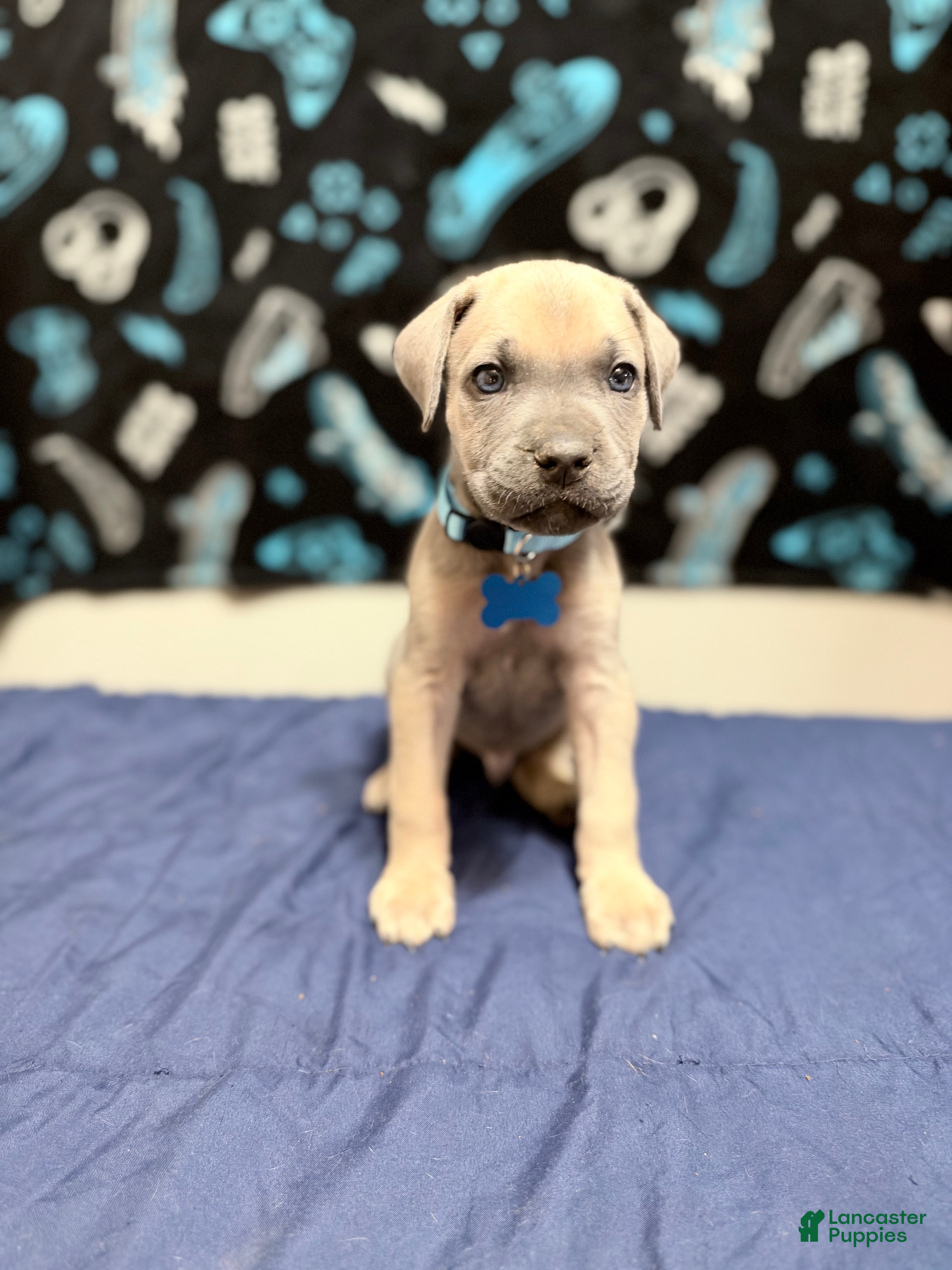 Cane Corso dogs yogi- brown collar  - Ad 37