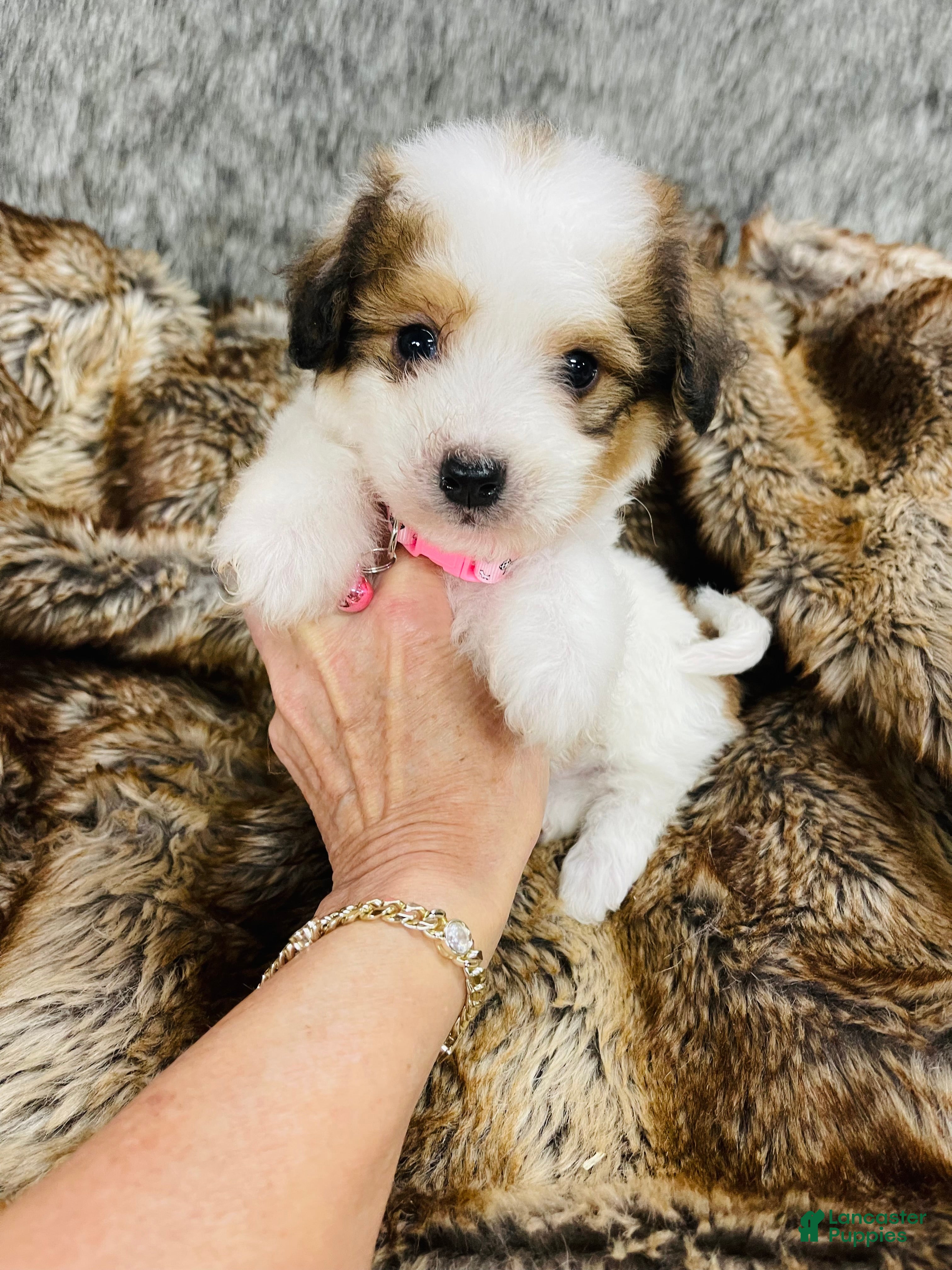 Mixed Breed dogs Snickerdoodle  - Ad 18