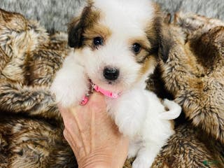 Mixed Breed dogs Snickerdoodle - Ad 31
