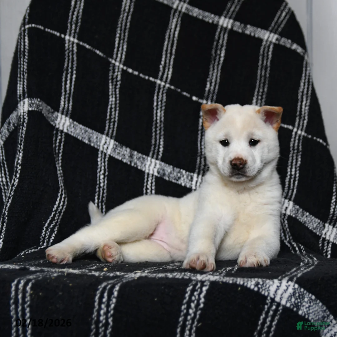 Shiba Inu dogs for sale: Spirit - Ad 5