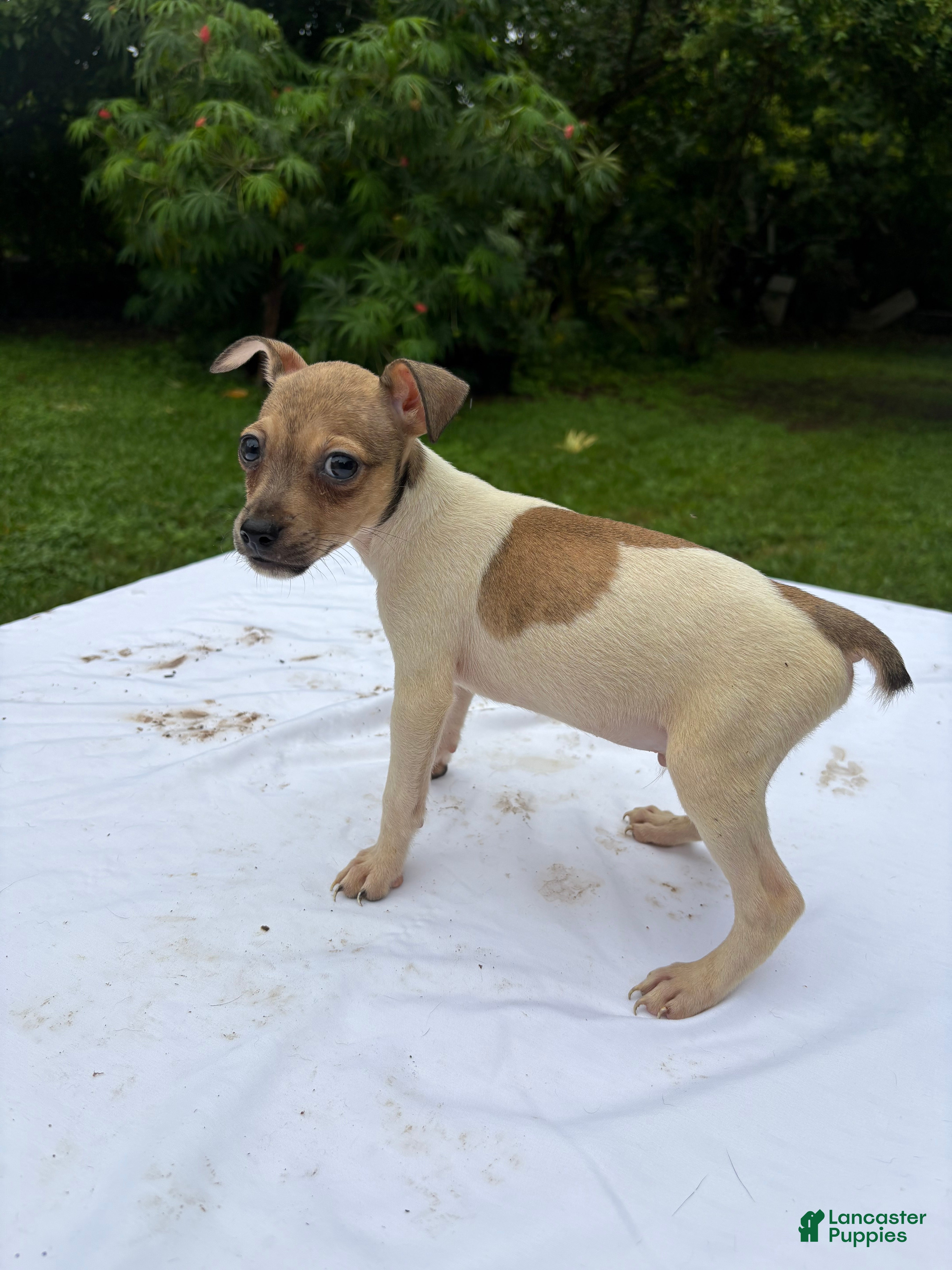 Rat Terrier