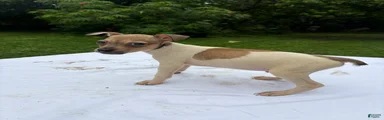 Rat Terrier 5