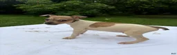 Rat Terrier dogs for sale: Rat Terrier 5 - Ad 1