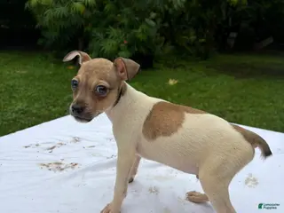 Rat Terrier dogs Rat Terrier 5 - Ad 2