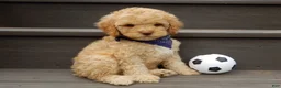 Cockapoo dogs for sale: Teddy - Ad 3
