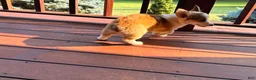 Welsh Corgi Pembroke dogs for sale: BENNY - Ad 8