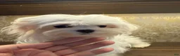 Maltese dogs for sale: Maltese 1 - Ad 7