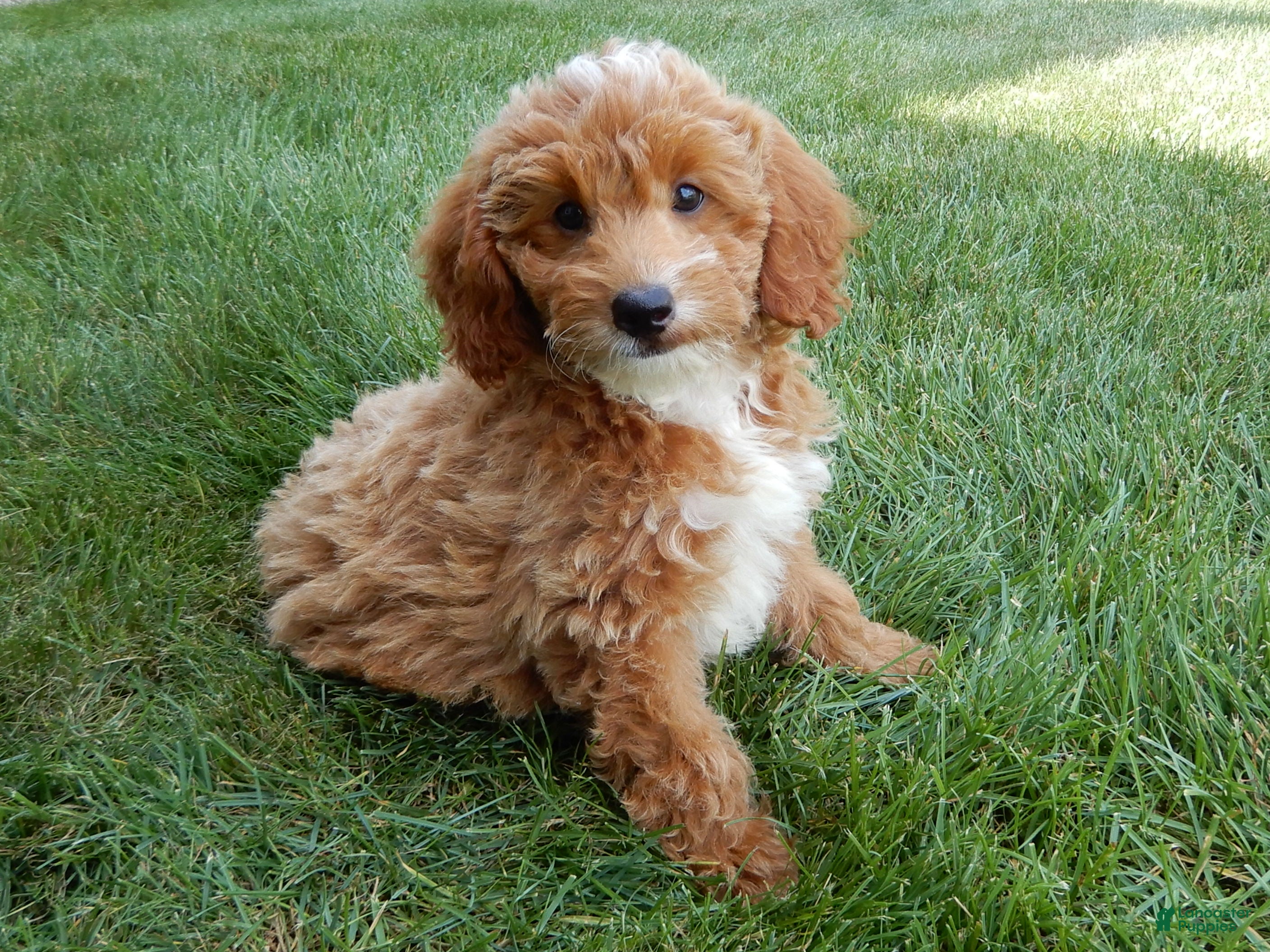 Mini Goldendoodle dogs Tommy - Ad 2