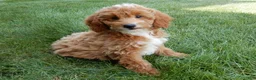 Mini Goldendoodle dogs for sale: Tommy - Ad 2